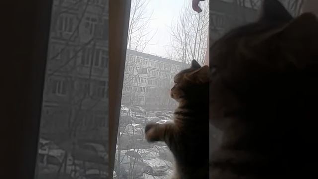 прикольный котёнок!!!! советую по смотреть))) смотреть онлайн