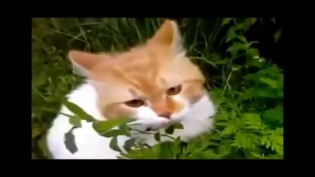 Приколы с кошками смотреть онлайн
