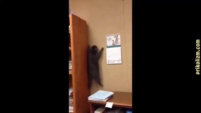 Коты и кошки приколы 2020 смотреть онлайн