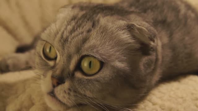 Sleepy Kitty смотреть онлайн