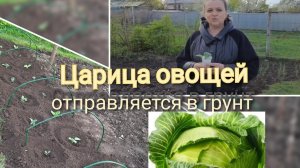 Высадка рассады капусты в открытый грунт