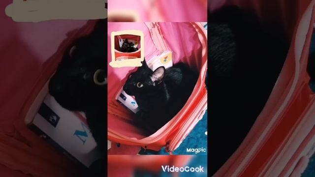 приколы Гарри смотреть онлайн