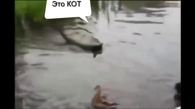 ОЧЕНЬ МИЛЫЕ КОТЯТА - [ ПРИКОЛЫ #27 ] смотреть онлайн