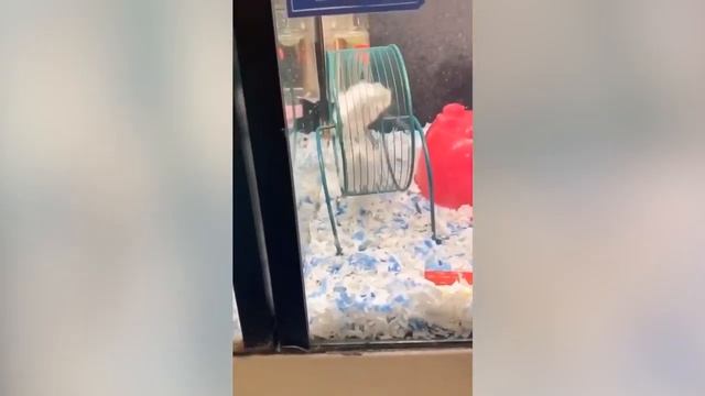 ТЕСТ НА ПСИХИКУ 10 СЕКУНД СМЕХА 😀 ДО СЛЕЗ/ ЛУЧШИЕ ПРИКОЛЫ 2020 МАЯ РЖАКА / ПОПРОБУЙ НЕ СМЕЙСЯ/ BES смотреть онлайн