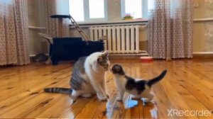 Смешной момент из а-ну-ка-давай-ка #смешные #котики #анукадавайка