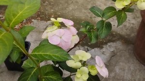 рассказываю о гортензиях. френч болеро, сбежавшая нев?