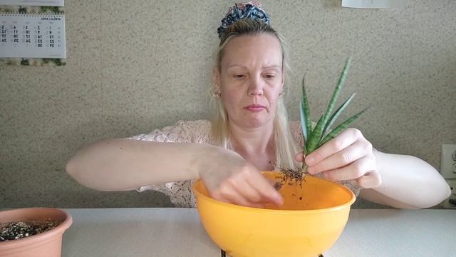 Отдаю детку сансевиерии КОМЕТ КИЧАКА #сансевиерия #sansevieria #сансы смотреть онлайн