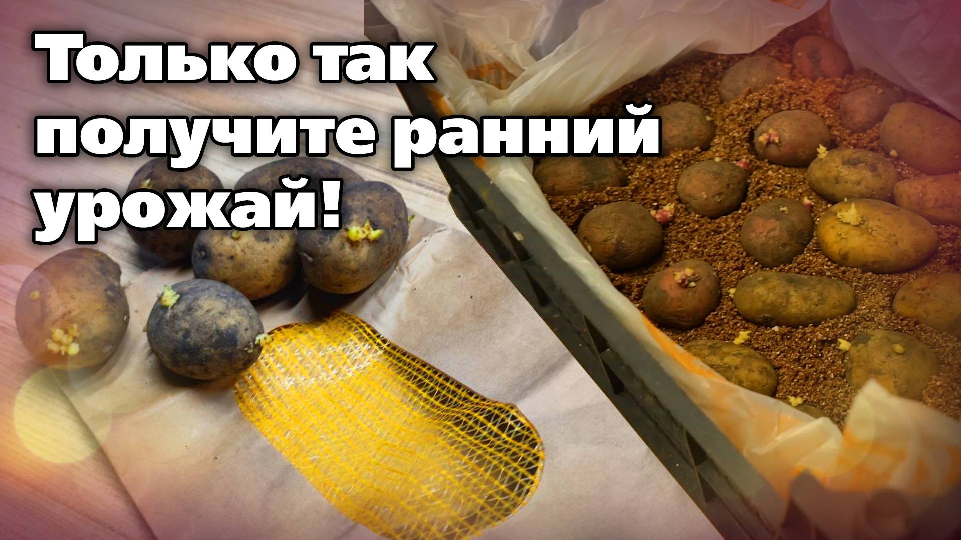 Как подрастить картофель перед посадкой. Делаю так много лет и очень довольна смотреть онлайн