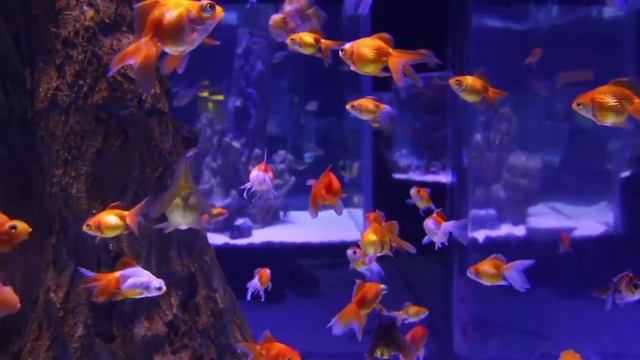 Домашние питомцы🐾Викторина для малышей🏆Развивающие мультики для детей смотреть онлайн