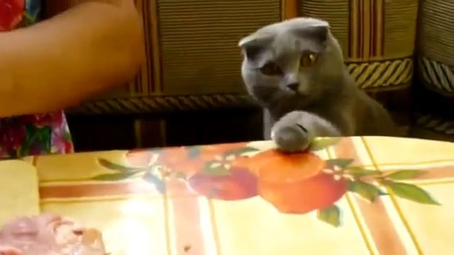 Прикольный котик просит мясо! смотреть онлайн
