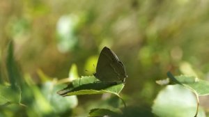 Ostruháček dubový - Neozephyrus quercus