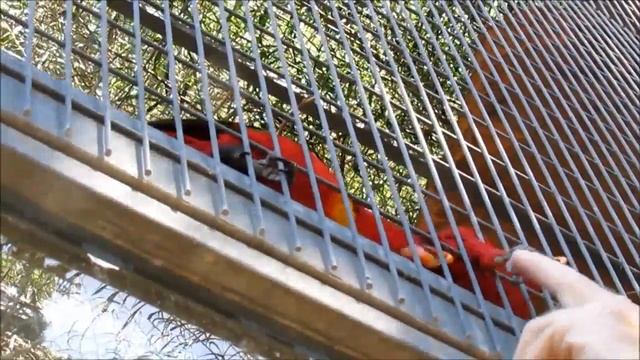 Смешные красные попугаи! смотреть онлайн