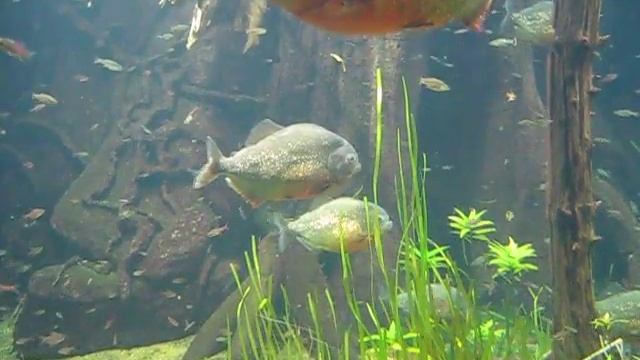 Red-bellied Piranha Tank.avi смотреть онлайн