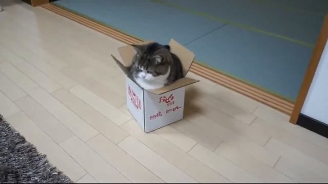 Толстый кот в коробке смотреть онлайн