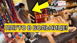 лечим лабрадора. общая анестезия и рентген. диагноз привел нас в шок. как жить дальше?