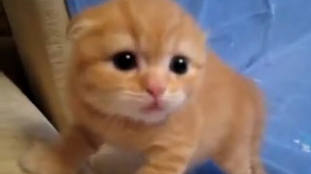 Самый страшный в мире тигр. Милое видео | The scariest tiger in the world. A cute video смотреть онлайн