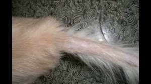 Ехали цыгане, кошку потеряли. (Считалка)