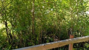 ВРЕМЯ ПО ДЕРЕВНЕ БРОДИТ, НЕ СПЕША