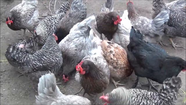 Куры Доминанты. Стоит ли держать этих курей у себя в хозяйстве. Рассказываю на своем опыте смотреть онлайн