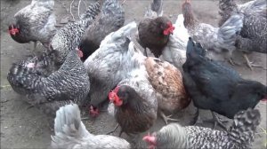 Куры Доминанты. Стоит ли держать этих курей у себя в хозяйстве. Рассказываю на своем опыте