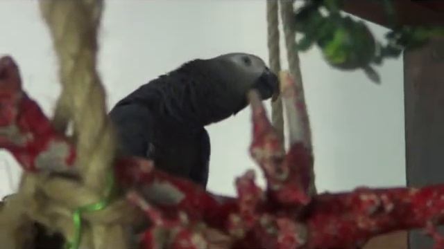 попугай Кирюшка смотреть онлайн