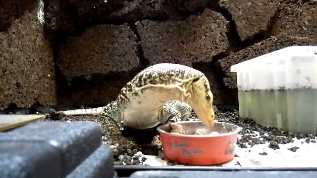 Varanus Melinus Желтопятнистый варан
