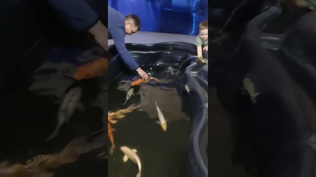 выставка рыб в Нижнем Тагиле,детям очень понравилось смотреть онлайн