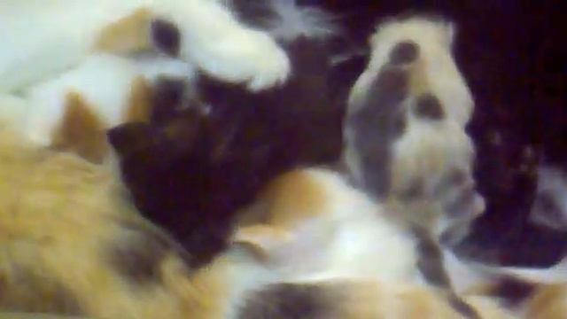 Две кошки и шесть котят в одной переноске смотреть онлайн