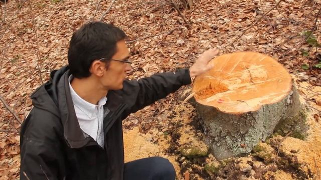 Четвърта, брутална, незаконна сеч и прекарване на незаконен път в природен парк Витоша - Част 6