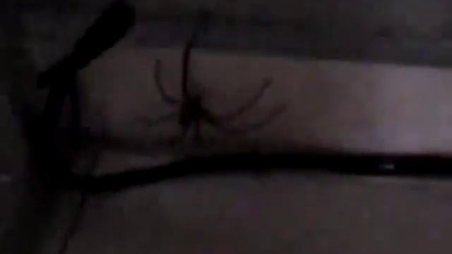 One Spray is Not Enough , Joey Murders Long Legged Spider смотреть онлайн