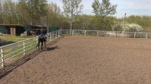 Конный спорт. Выездка.