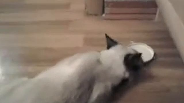 Тайка и чай с валерьянкой смотреть онлайн