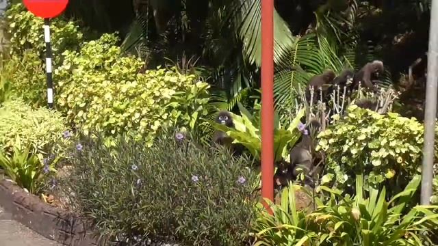 15 февраля 2018: на о. Лангкави