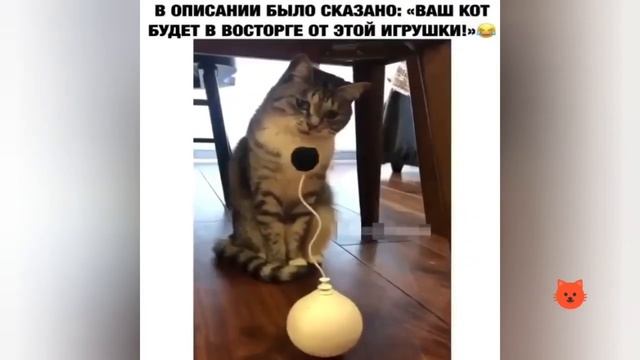ПРИКОЛЫ С КОТАМИ И КОШКАМИ. 😹 [ 2020 ] FUN WITH CATS. смотреть онлайн