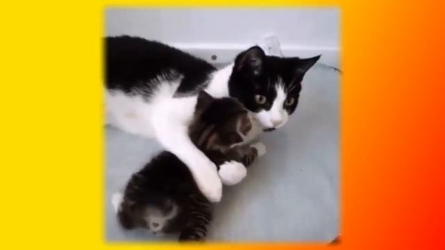 Прикольные смешные животные смотреть онлайн