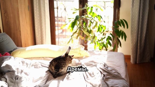 семь врат сна