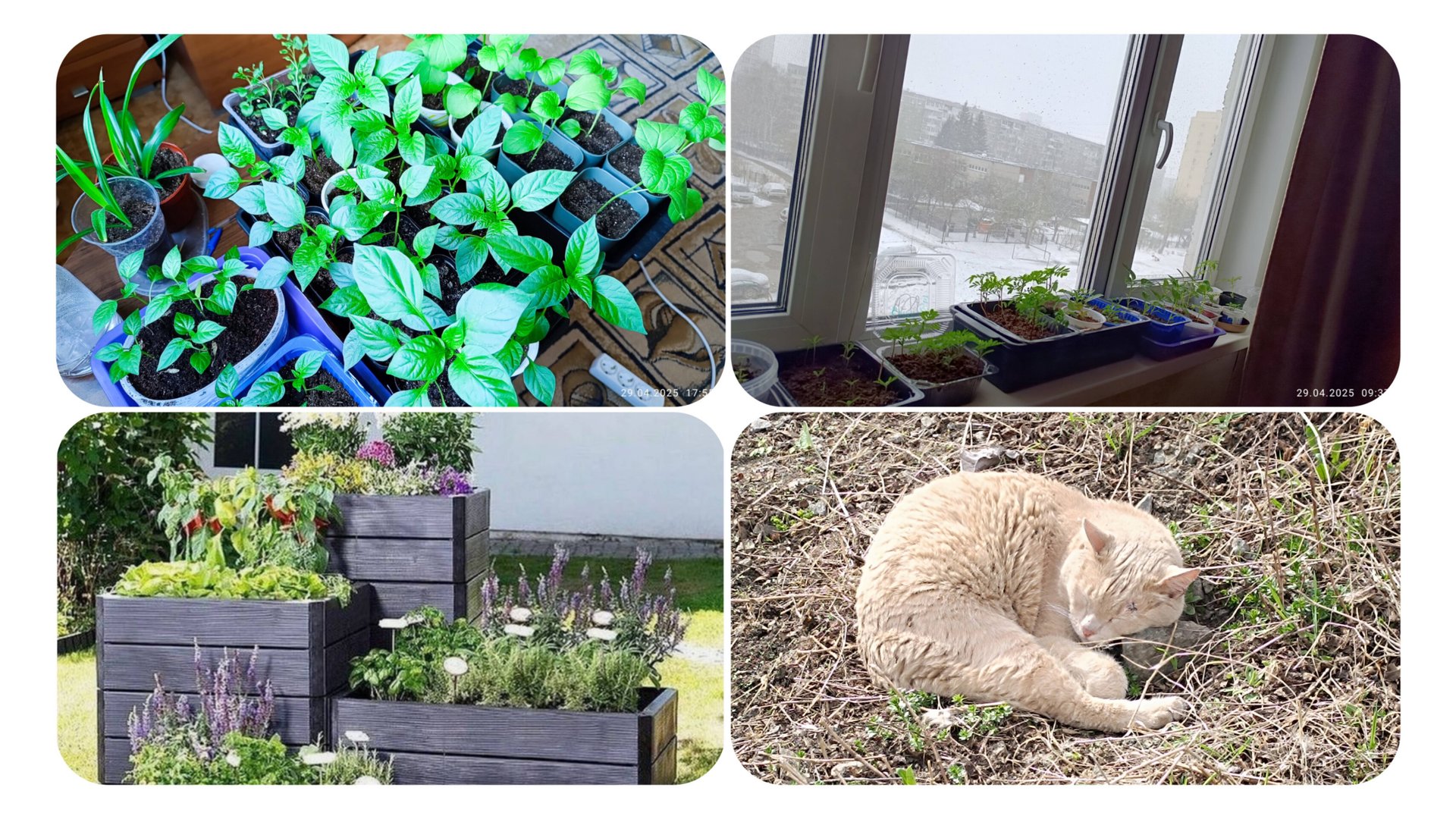 Уборка на даче, новые грядки. Снегопад в апреле.