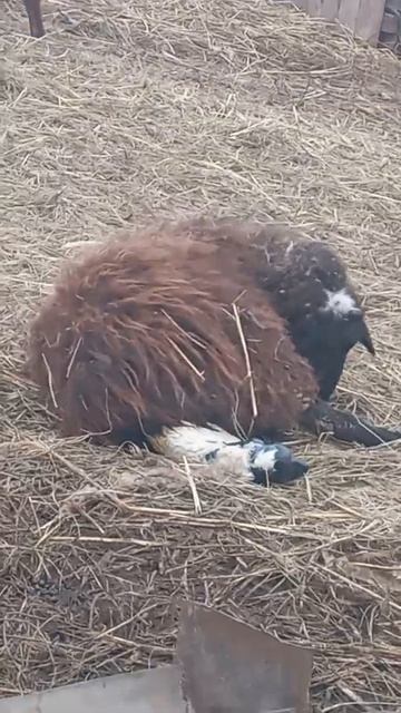 слабонервным не смотреть!) овца рожает!!! контент.