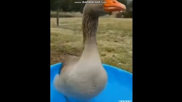 я гусь мама утка смотри я гусь кручусь туди сюды