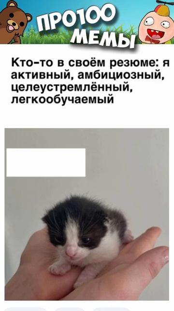 #мем #мемы2022 #приколы #мемы #короткиеприколы #юмор #коты смотреть онлайн