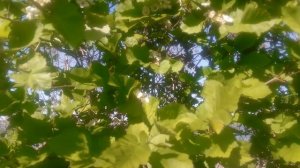 VID_20250429_160102.mp4