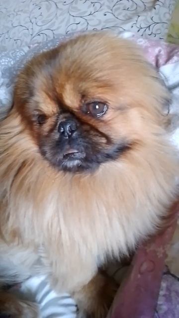 Всем доброе утро, я почти проснулся 🥱 смотреть онлайн