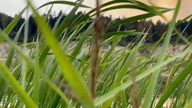 Инна Телегина - Клип