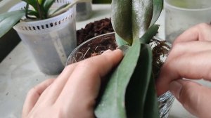 Пересадка орхидеи от Орхоманки и орхидеи Дикий Кот. Закрытая система. Крупная кора и мох