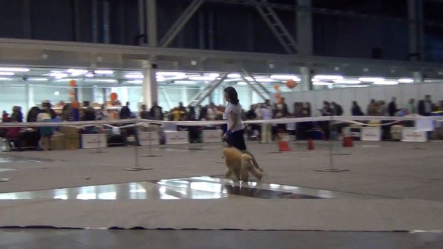 00043 CACIB Екатеринбург ХХI век 21-22.11.2015. смотреть онлайн