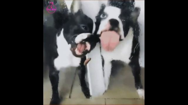 Улыбка тебе обеспечена! Посмотри на эти приколы You will laugh with funny dogs смотреть онлайн