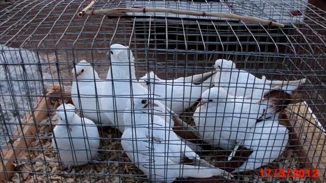 Выставка-ярмарка голубей в Донецке 17 марта 2012г. смотреть онлайн