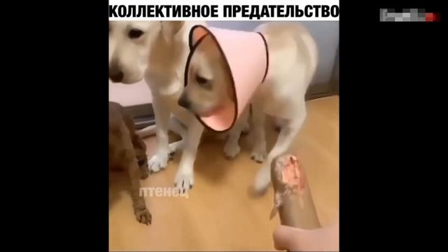 29 Минут СМЕХА ДО СЛЕЗ ЛУЧШИЕ ПРИКОЛЫ ЯНВАРЬ 2021 | ЧУДИКИ ИЗ СОЦСЕТЕЙ ржака угар смотреть онлайн