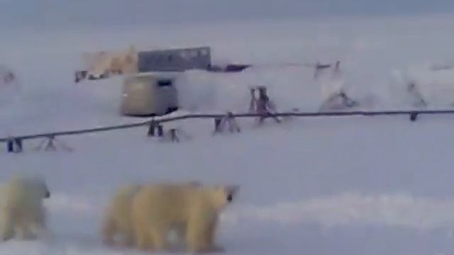 КАК ПРОГНАТЬ БЕЛОГО МЕДВЕДЯ смотреть онлайн