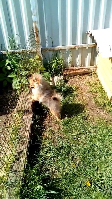 Померанский шпиц, Девочка 5 мес, продается